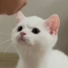 Niangao